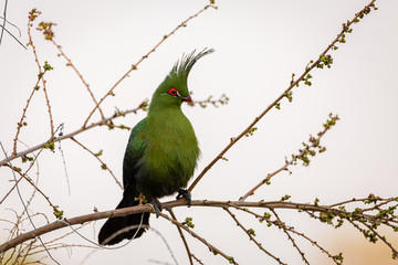 Green Turaco