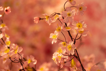 写真素材: さくらの造花