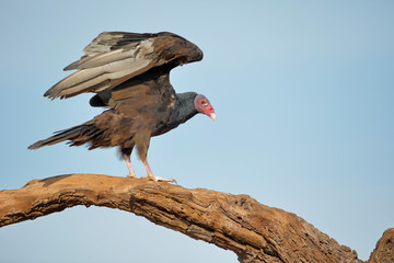 Turkey Vulture (Cathartes aura) wingspan, South Texas, USA