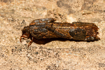 a small tricopter with his house