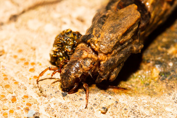 a small tricopter with his house