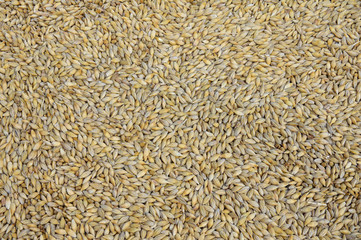 Barley Grains Close Up. Background image of grain.
