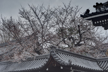 佛光寺の桜