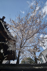 Fototapeta na wymiar 佛光寺の桜