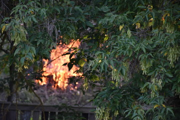  bonfire on a background of green landscape