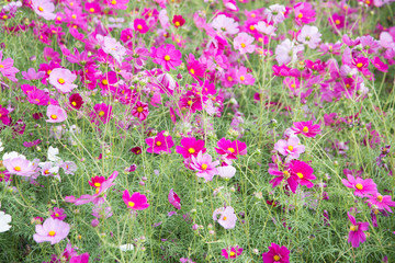 Gesanghua blooming under blue sky and white clouds