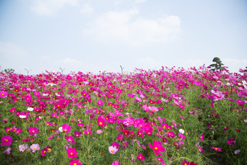 Gesanghua blooming under blue sky and white clouds