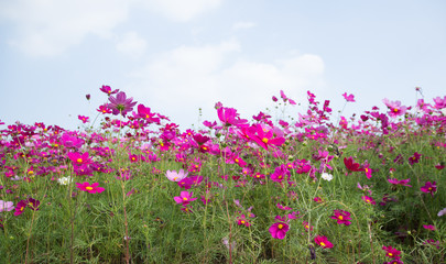 Gesanghua blooming under blue sky and white clouds