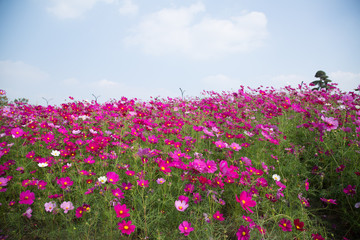 Gesanghua blooming under blue sky and white clouds