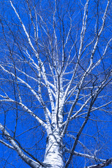 Alone birch tree on the background of clear blue sky in the winter or spring day