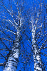 Obraz premium Two birch tree with crossing branches on the background of clear blue sky in the winter or spring day