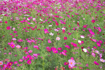 Gesanghua blooming under blue sky and white clouds