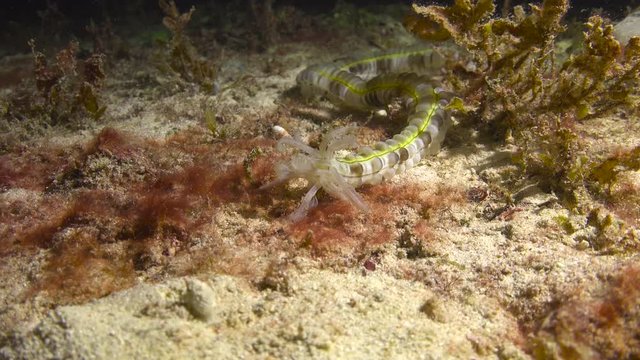 Godfrey sea cucumber. Fascinating night diving off the Philippine Islands.