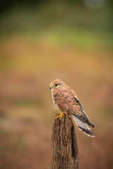 Common kestrel ; female; Falco tinnunculus