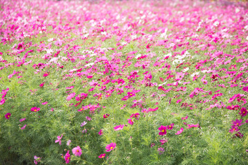 Gesanghua blooming under blue sky and white clouds