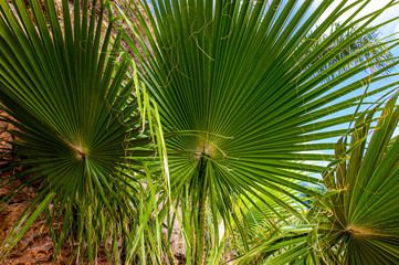 Fototapeta premium Pflanzen in voller Pracht an der Strandpromenade zwischen Morro Jable und Jandia auf Fuerteventura