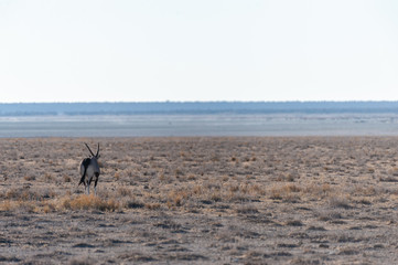 Fototapeta na wymiar One Oryx - Oryx gazelle- grazing on the plains of Etosha national park, Namibia