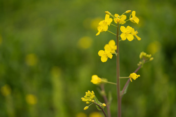写真素材: 菜の花　マクロ