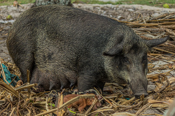 large sow stands sideways and looks at you