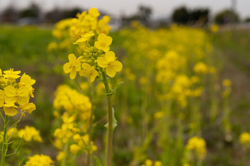 写真素材: 菜の花
