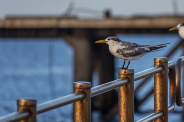 white seagull sits on the railing of the sea pier and looks forward