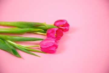 bouquet of tulips on a pink background