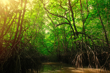 Fototapeta na wymiar Bright morning in the mangrove forest of Thailand
