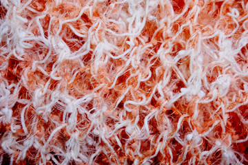 orange slices of grapefruit