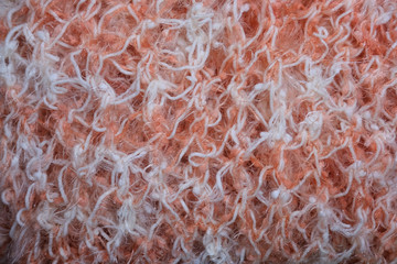 texture of a skin