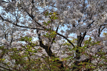 四天王寺の桜