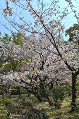 四天王寺の桜