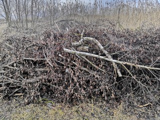 grass in the forest
