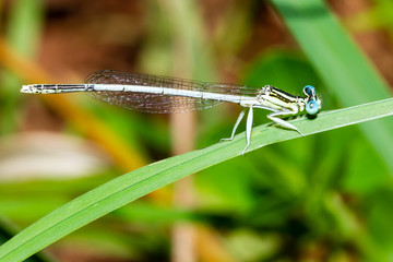 a little damselfly perched on a leaf