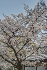四天王寺の桜