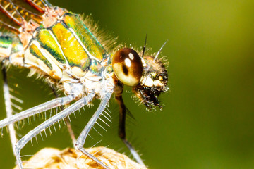 closeup of a female damselfly