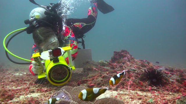 Symbiosis of clownfish and anemones. Fascinating underwater dives off the Philippine Islands.