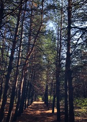 Fototapeta premium forest