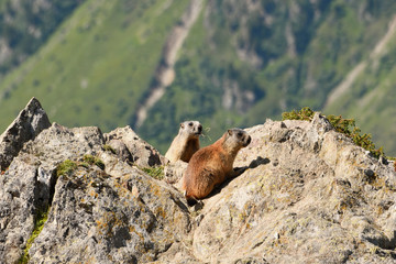 Two marmots in the wilderness of the Tyrolean Alps in Austria.