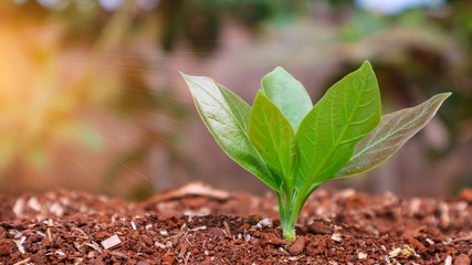 Corn seedlings with sunlight Thailand	
