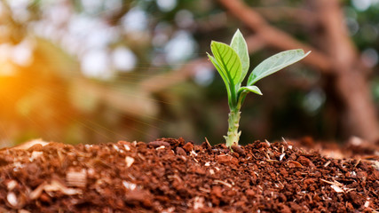 Corn seedlings with sunlight Thailand	