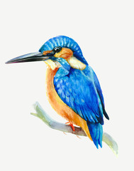 Hand drawn watercolor kingfisher bird on a branch 