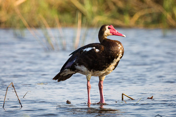 Spurwinged Goose © Sascha