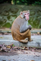Wild monkey in countryside of Hong Kong