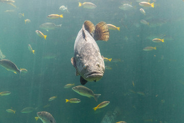 Giant grouper. a large saltwater fish of the grouper family found in the eastern as well as western Atlantic ocean. Giant grouper fish swimming in blue aquatic ambiance.