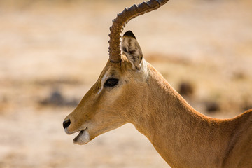Impala
