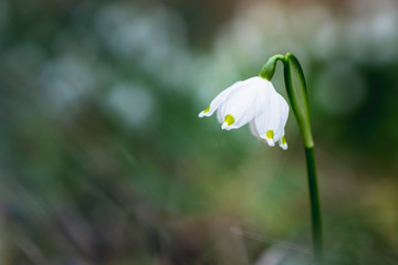 Beautiful spring snowflake (Leucojum vernum) copyspace