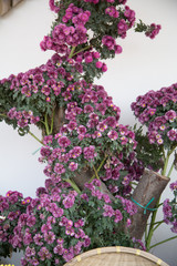 Chrysanthemum blooming under blue sky and white clouds