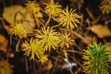 Obraz premium autumn plant