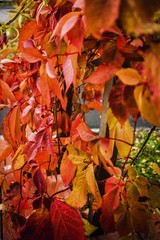 Obraz premium red autumn leaves