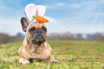 French Bulldog dog dressed up as easter bunny wearing a headband with big rabbit ears and plush carrot on head lying on meadow